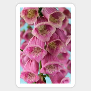 Digitalis × mertonensis AGM Strawberry foxglove Sticker